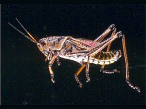 Romalea (Lubber Grasshopper)