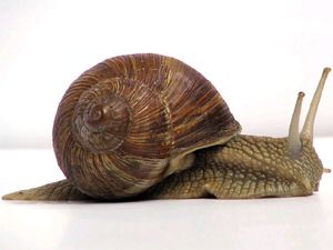 Land Snails (Preserved)