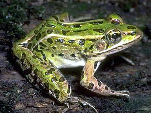 Grassfrogs (Preserved)