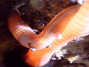 Redworms