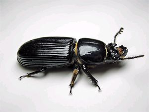 Bess Beetles