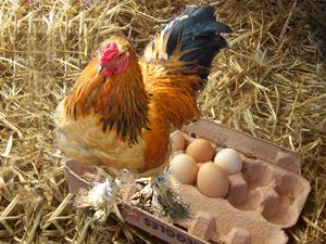 Chicken Eggs Fertile