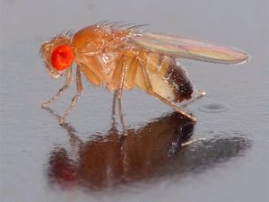 Drosophila (Fruit Fly)