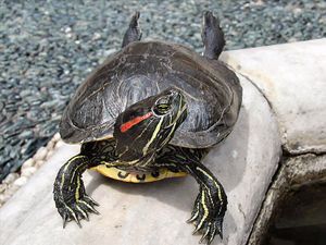 Slider Turtles