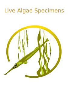 Live Algae Specimens