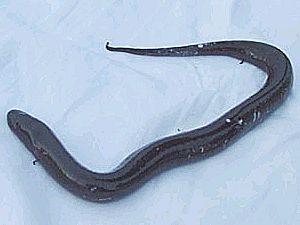 Amphiuma (Congo Eel) (Preserved)